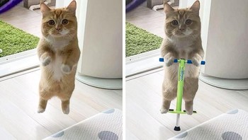 Kucing lagi main loncat-loncatan. Foto: agoraimages.com