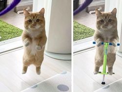 Foto Editan Kocak Photoshop Mengundang Tawa