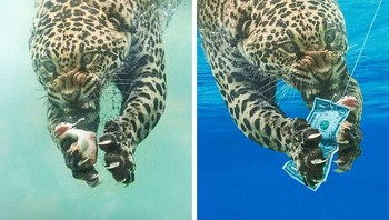 Macan tutul nangkap duit. Foto: agoraimages