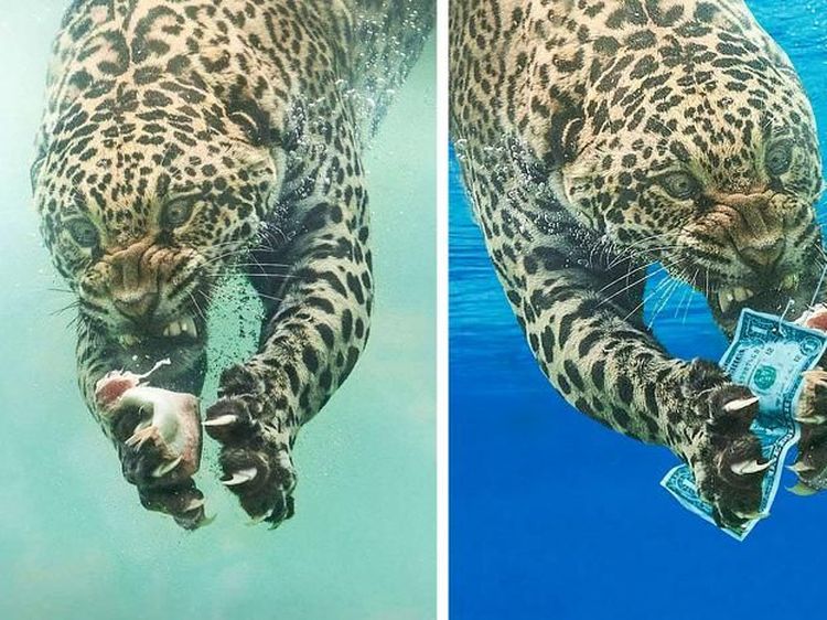 Foto Editan Kocak Photoshop Mengundang Tawa