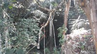 Lokasi Gua Gebang Tinatar ada di Dusun Panggang I, Desa Giriharjo, Kecamatan Panggang, Gunungkidul. Tersembunyi di antara lahan pertanian, gua ini terbilang masih sangat asri dan belum dikelola warga jadi tempat wisata (Pradito Rida Pertana/detikcom)
