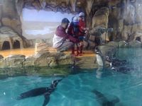 Camping Under The Sea, Cara Baru Ancol Kenalkan Satwa Laut ke Anak-anak