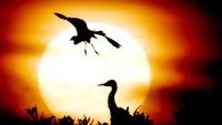 Dengan latar matahari tenggelam (sunset) pemandangan tersebut nampak semakin memukau. Antara Foto/Irwansyah Putra.