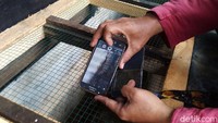 Buaya itu kini tengah menunggu pemeriksaan dari dokter hewan yang meliputi kesehatan, usia, jenis kelamin termasuk perilakunya. 