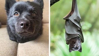 Kepala yang tertukar. Foto: agoraimages.com