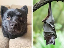 Foto Editan Kocak Photoshop Mengundang Tawa