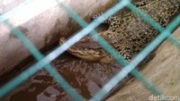 Buaya muara dengan berat sekitar 100 kilogram dan panjang 2 meter itu berada di Ciamis sudah sejak Senin (1/7/2019).