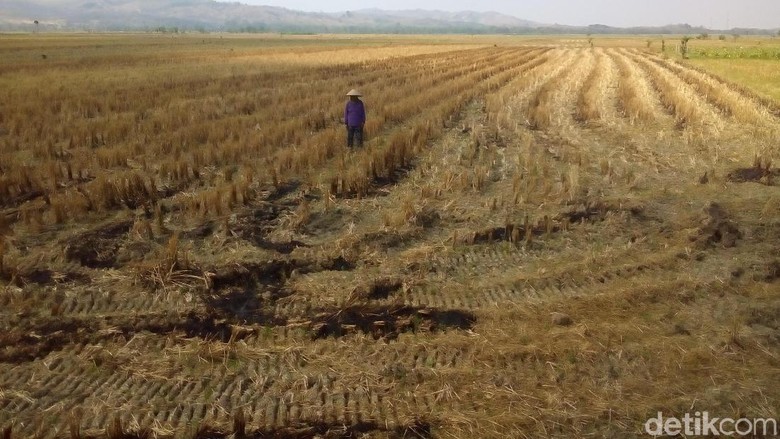 Kekeringan di Grobogan, 1.793 Hektare Sawah Gagal Panen Kekeringan di Grobogan, 1.793 Hektare Sawah Gagal Panen