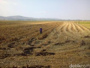 Aceh Kekeringan, 2.490 Hektare Sawah Terancam Gagal Panen