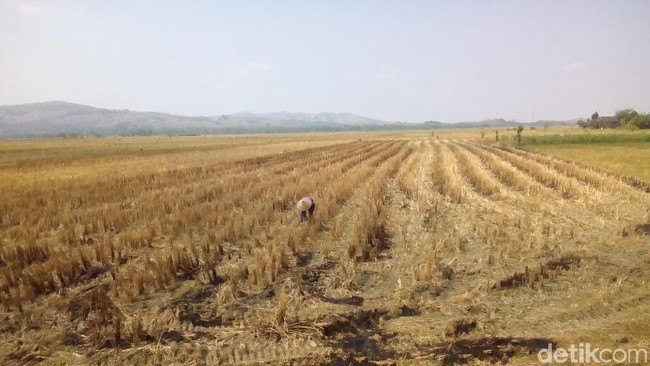9.300 Hektare Sawah Gagal Panen