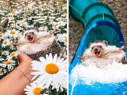 Foto Editan Kocak Photoshop Mengundang Tawa