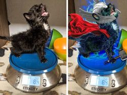 Foto Editan Kocak Photoshop Mengundang Tawa