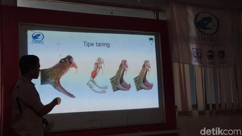 10 Orang Tewas dalam 51 Kasus Gigitan Ular di Jabar