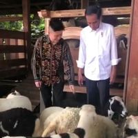 Momen Rich Brian Diperlihatkan Kambing dan Domba Milik Jokowi