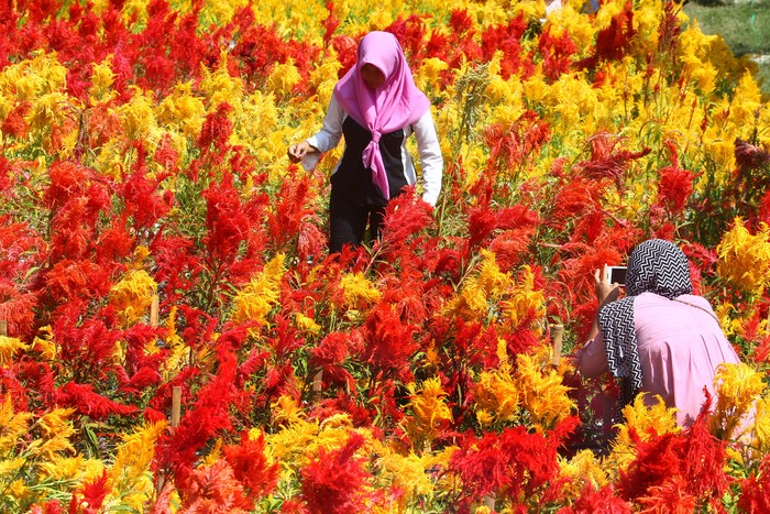 Indahnya Warna Warni Taman Bunga Soeratmo Di Ngawi