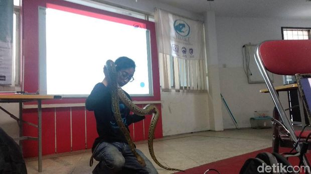 Begini Penanggulangan Awal Korban Gigitan dan Belitan Ular