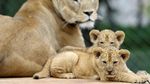 Gemas! Lucunya Bayi Singa di Kebun Binatang Republik Ceko