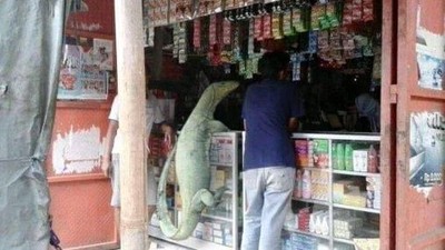 8 Meme Kocak Biawak Panjat Pagar, Jadi Tukang Sayur hingga Antar Galon Air