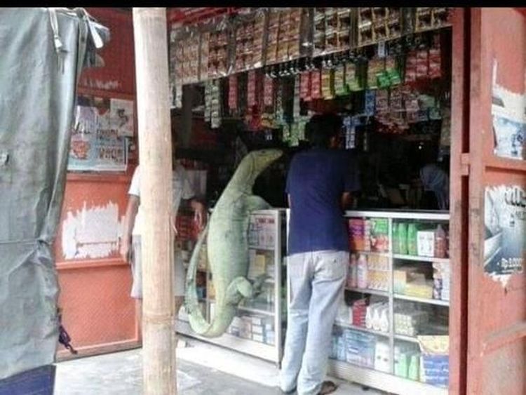 8 Meme Kocak Biawak Panjat Pagar, Jadi Tukang Sayur hingga Antar Galon Air