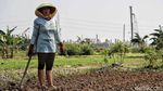 Potret Petani Sayuran di Utara Jakarta Melawan Kekeringan