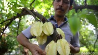 Selain menjadi petani, Herman juga melakukan pembinaan terhadap petani-petani baru yang ingin mencoba menanam belimbing.