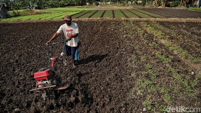 Potret Petani Sayuran di Utara Jakarta Melawan Kekeringan