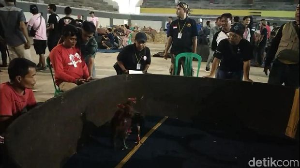 Heboh! SOR Milik Pemerintah Jadi Arena Sabung Ayam di Garut