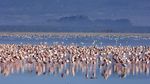 Foto: Danau yang Jadi Surganya Jutaan Burung Flamingo