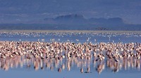 Panorama savana dan beberapa hewan lainnya yang hidup di tempat ini juga tak kalah menarik. Ya, selain flamingo, kawasan ini juga menjadi habitat bagi 400 jenis burung, zebra, jerapah, badak hitam, dan badak putih.  (iStock)