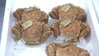 Selain mengincar salju, tak sedikit juga wisatawan yang berkunjung ke Aomori untuk wisata kuliner seafoodnya yang fresh (CNN)