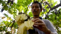 Herman Gunawan (51) tengah memeriksa buah belimbing dewa yang merupakan ikon kota Depok di kebunnya yang terletak di kawasan Kelurahan Tugu, Kecamatan Cimanggis, Depok, Jawa Barat, Senin (8/7/2019).