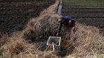 Potret Petani Sayuran di Utara Jakarta Melawan Kekeringan