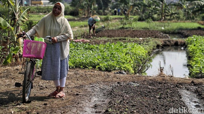 Kekeringan jadi salah satu problem yang harus dihadapi para petani saat memasuki musim kemarau. Tak terkecuali petani sayur di utara Jakarta.