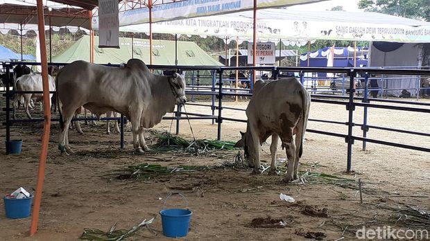 Peternak Sapi Sewa Lahan Perhutani untuk Stok Rumput Saat Kemarau