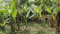 Bunker ini terletak di tengah perkebunan karet dan agak sulit ditemukan. Tak ada papan penunjuk untuk menuju lokasi ini, detikcom pun hanya mengandalkan petunjuk dari warga sekitar. (Yudha Maulana/detikcom)