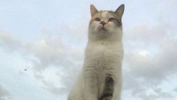Si meong bagaikan mengambang di udara, padahal aslinya cuma lagi nangkring di atas sunroof mobil. (Foto: Via Brightside)