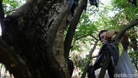 Dengan mempekerjakan dua orang pegawai, Herman sapaan akrabnya bisa memanem buah belimbing sebanyak 500 kilogram hingga 1 ton.