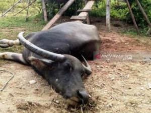 Ratusan Kerbau Mati di Kuansing, Pemkab Sebut Terjangkit Virus Ngorok