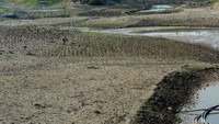 Waduk yang digunakan untuk mengairi sekitar 700 hektar lahan pertanian mulai mengering.