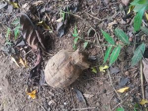 Cari Rumput untuk Pakan Ternak, Bocah di Bali Temukan Granat