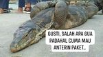 8 Meme Kocak Biawak Panjat Pagar, Jadi Tukang Sayur hingga Antar Galon Air