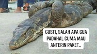 Duh, akhirnya biawaknya ketangkep. Padahal cuma mau anter paket tuh katanya. Foto: Twitter