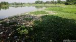 Sampah dan Eceng Gondok Penuhi Setu Pengarengan Depok
