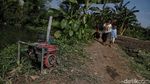 Potret Petani Sayuran di Utara Jakarta Melawan Kekeringan