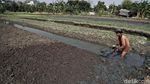 Potret Petani Sayuran di Utara Jakarta Melawan Kekeringan