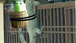 8 Meme Kocak Biawak Panjat Pagar, Jadi Tukang Sayur hingga Antar Galon Air
