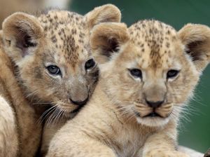 Gemas! Lucunya Bayi Singa di Kebun Binatang Republik Ceko
