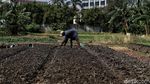 Potret Petani Sayuran di Utara Jakarta Melawan Kekeringan