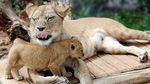 Gemas! Lucunya Bayi Singa di Kebun Binatang Republik Ceko