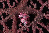 Pygmy Sea Horse di Selat Lembeh (iStock)